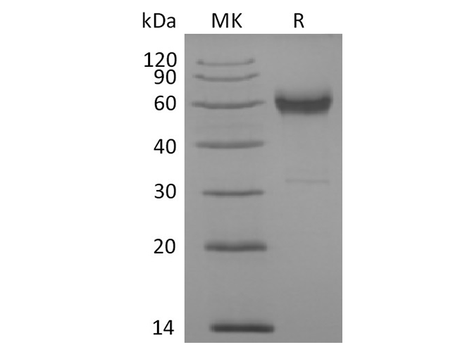 Валидация Elabscience PKSQ050051(5421)