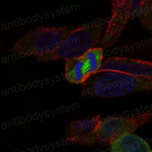 Валидация IF - AntibodySystem RHE97403