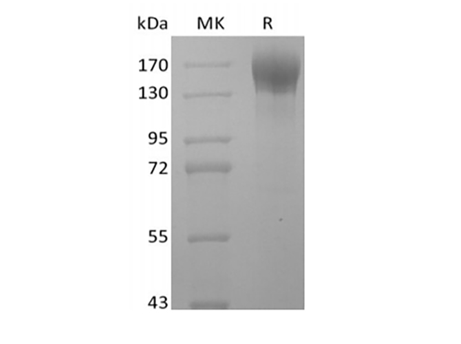 Валидация Elabscience PKSH034018(4249)