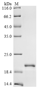 SDS-PAGE