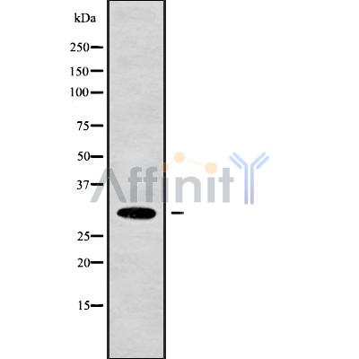 Валидация Affinity DF9346 - 21841