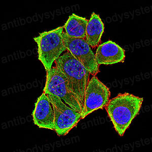 Валидация IF - AntibodySystem RHC19102