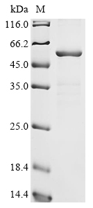 SDS-PAGE