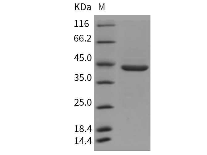 Валидация Elabscience PKSR030364(5703)