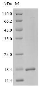 SDS-PAGE