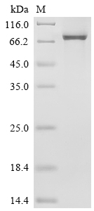 SDS-PAGE