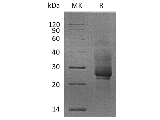 Валидация Elabscience PKSQ050023(5396)