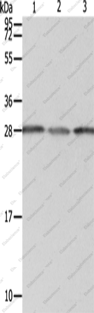 Вестерн-блоттинг, PSMD9, клетки A549, ткань печени человека и ткань почки плода