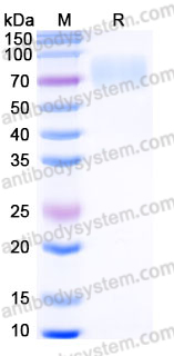 AHJ04003, SDS-PAGE