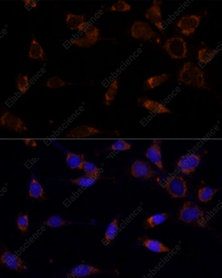 Иммунофлуоресценция, MTCH2, клетки NIH-3T3