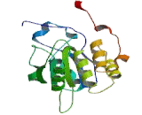 RNA Guanylyltransferase And 5"-Phosphatase (RNGTT)