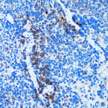 Иммуногистохимия, Caspase-3, ткань селезенки крысы
