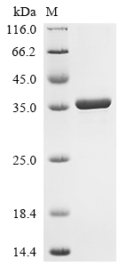SDS-PAGE