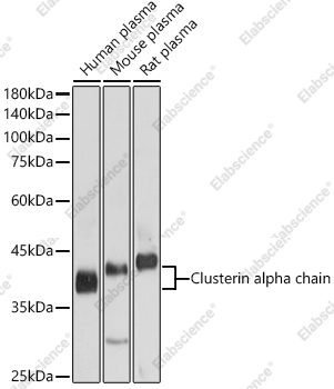 Вестерн-блоттинг, Clusterin alpha chain, различные клеточные линии