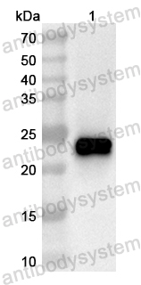 Валидация AntibodySystem PHB61501