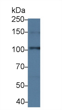 9459