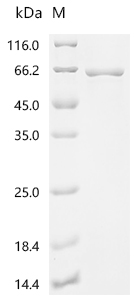 SDS-PAGE