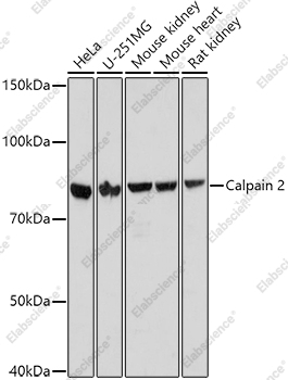Вестерн-блоттинг, Calpain 2, различные клеточные линии