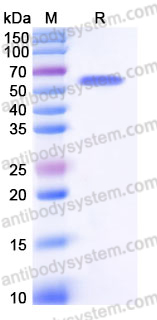 EHJ51102, SDS-PAGE