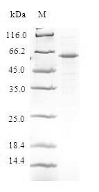 SDS-PAGE