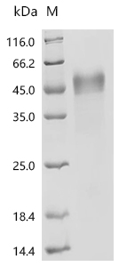 SDS-PAGE