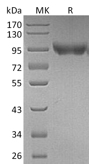 Валидация Elabscience PKSM041295(5191)