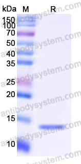 YHN69101, SDS-PAGE