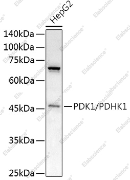 Вестерн-блоттинг, PDK1/PDHK1, клетки HepG2