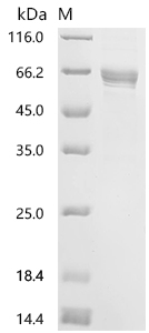 SDS-PAGE