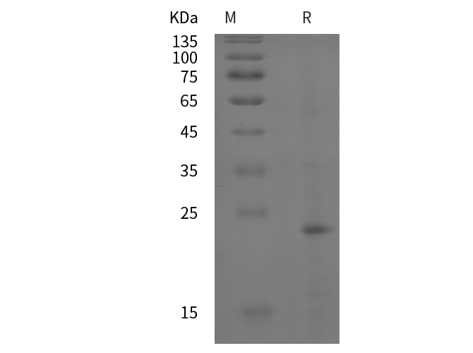 Валидация Elabscience PDEH101057(444)