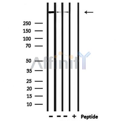 Валидация Affinity DF9469 - 22058