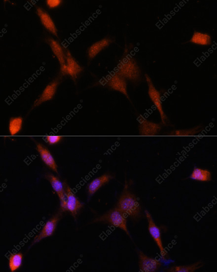 Иммунофлуоресценция, PSMA7, клетки NIH-3T3