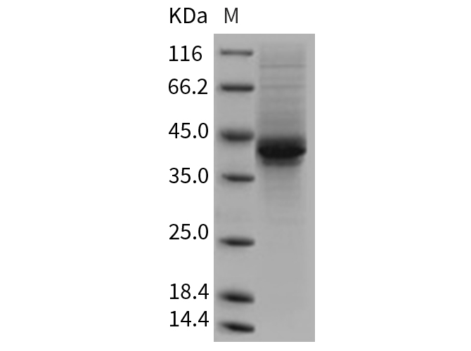 Валидация Elabscience PKSM040763(4734)