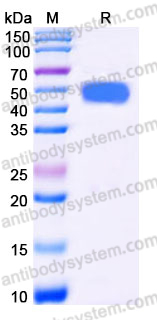 AHE26303, SDS-PAGE