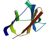 Carcinoembryonic Antigen Related Cell Adhesion Molecule 18 (CEACAM18) Carcinoembryonic Antigen Related Cell Adhesion Molecule 18 (CEACAM18)