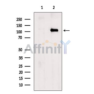 Валидация Affinity DF4588 - 16194