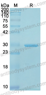 YXX14908, SDS-PAGE