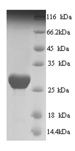 SDS-PAGE