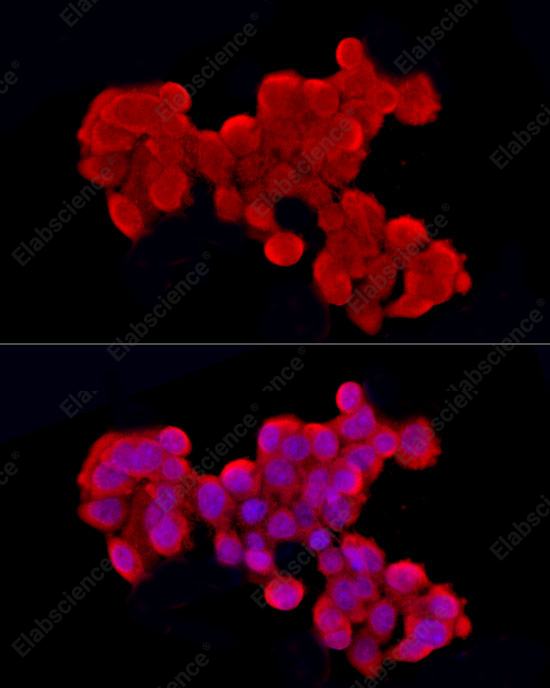 Иммунофлуоресценция, Cleaved Caspase-9 P37, клетки HepG2