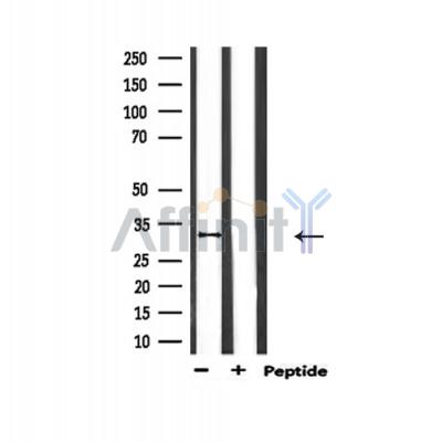 Валидация Affinity AF5393 - 3032