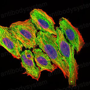 Валидация IF - AntibodySystem RHC97803 (483)