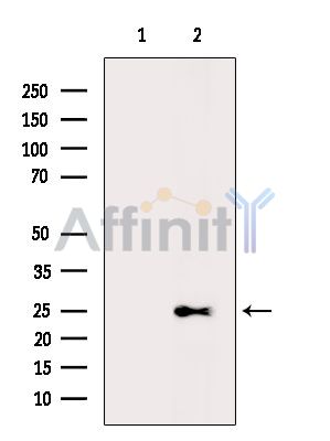 Валидация Affinity DF9387 - 21924