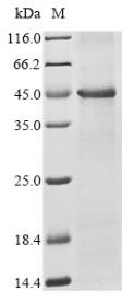 SDS-PAGE