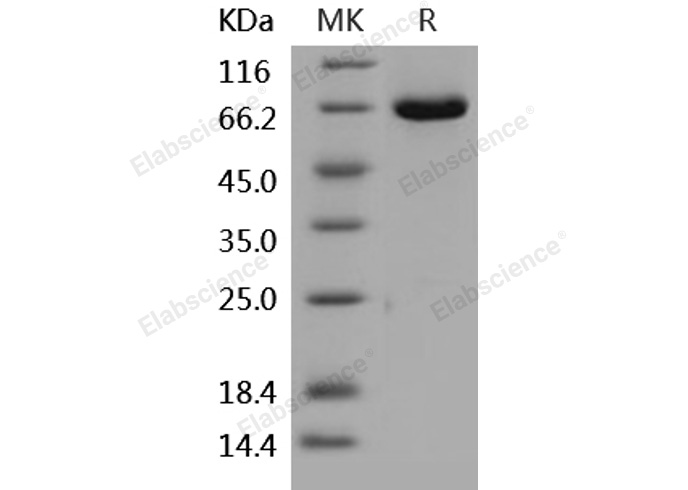 Валидация Elabscience PKSH031927(2535)