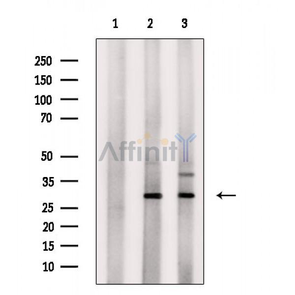 Валидация Affinity DF3730 - 14787