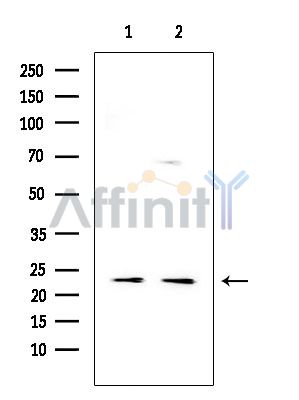Валидация Affinity AF5138 - 2526