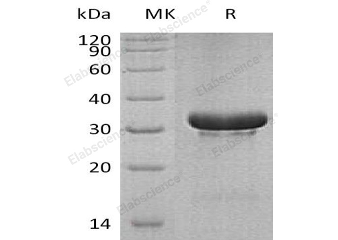 Валидация Elabscience PKSH033149(3507)