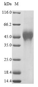 SDS-PAGE
