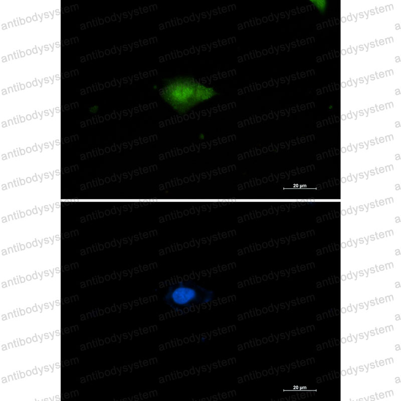 Валидация IF - AntibodySystem RHE43302