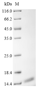SDS-PAGE